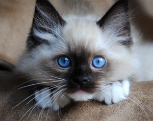 cat-breeds-rag-doll-cats-pictures-white-fluffy-cats-with-blue-eyes-4.jpg